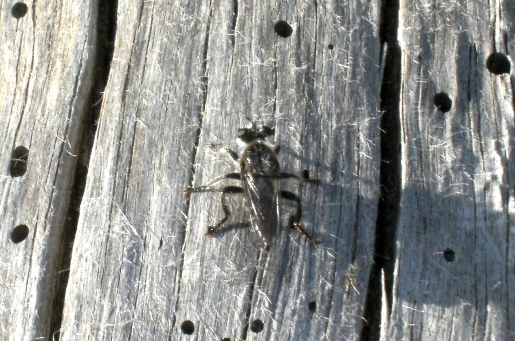Due specie di asilidi sullo stesso tronco
